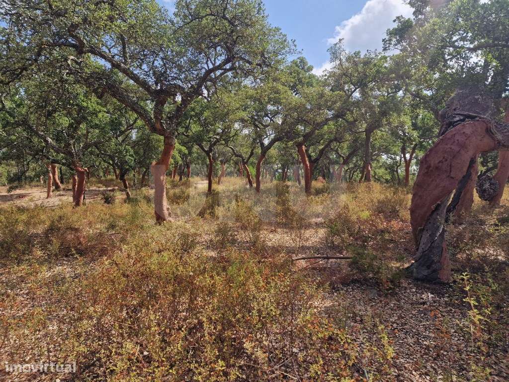 Terreno 14 HECTARES COM SOBREIROS E PINHEIROS-14