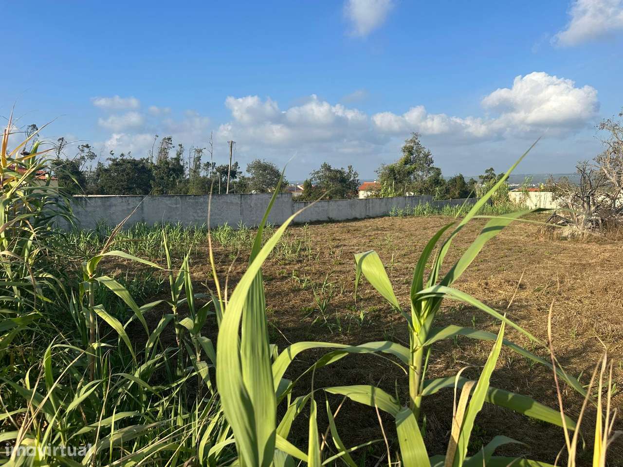 Terreno - Monte Real e Carvide-10