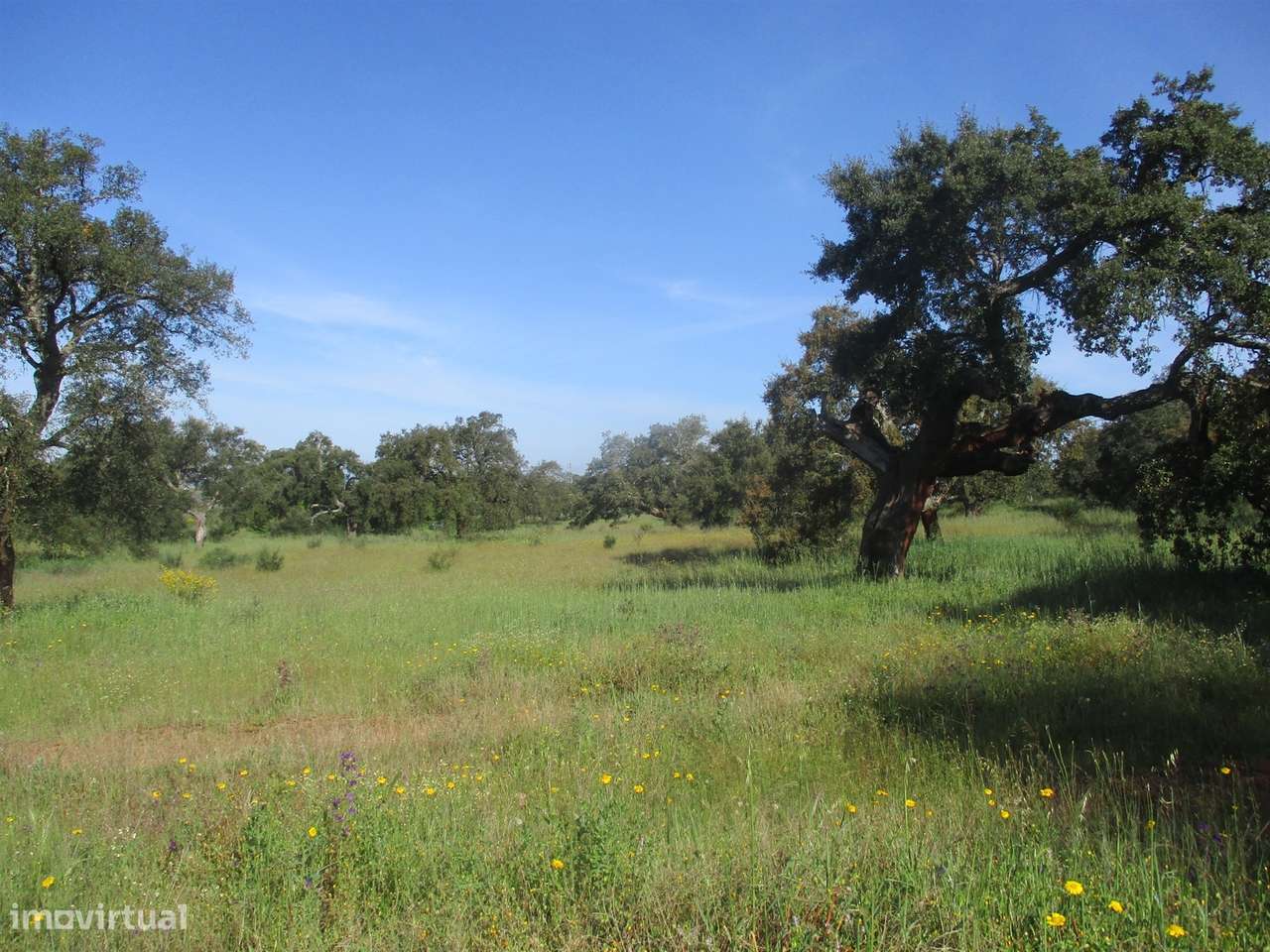 Quinta com habitação, poço, sobreiro, casa-3