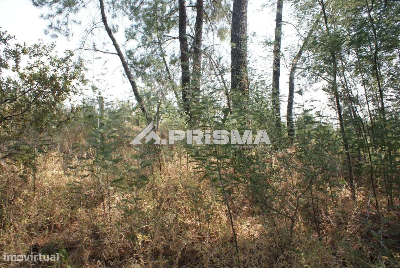 Quinta para Venda em Orca - Fundão-25