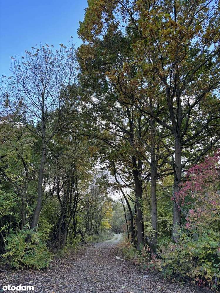 Unikatowe, inwestycyjne 4,15 ha, 100%  budowlane nie trzeba WZ jest MP - Pełny obrazek: 4/6