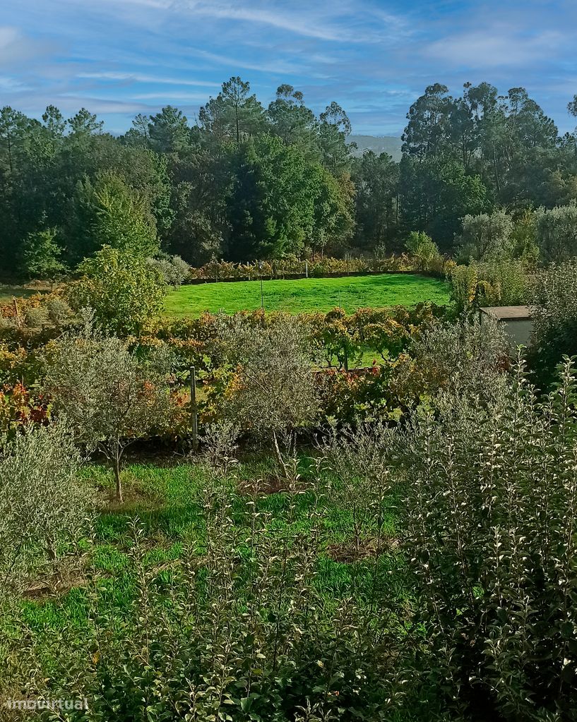 Terreno para construção em Bodiosa