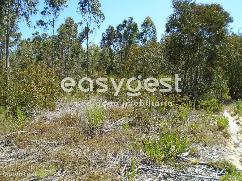 Terreno com 2630m2 a poucos Kms da Praia das Paredes da Vitória - Grande imagem: 4/15