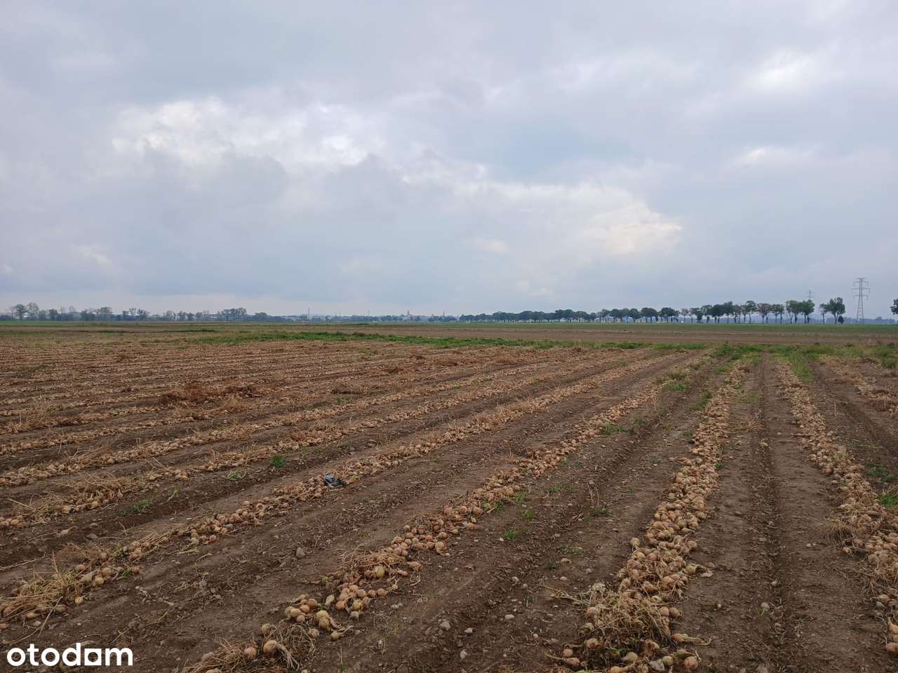 0%prow. Działki budowlane w Piotrowicach, gmina Męcinka - Pełny obrazek: 4/6