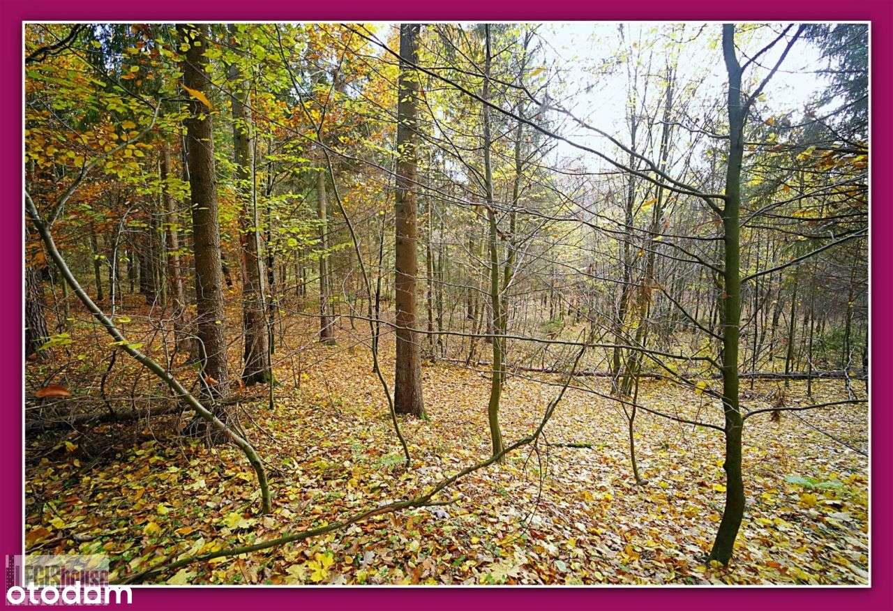 Las 2,2181 Ha*Różnowo*Bogaty Drzewostan*Uzbrojenie-16