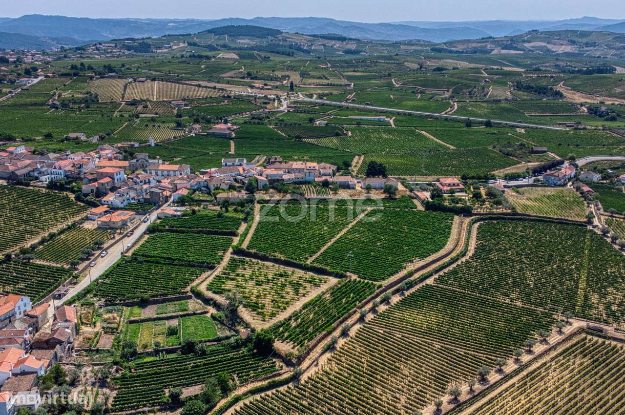 Moradia c/9 divisões, vinha e armazém em Lugar de São Gonçalo, Fava...-39