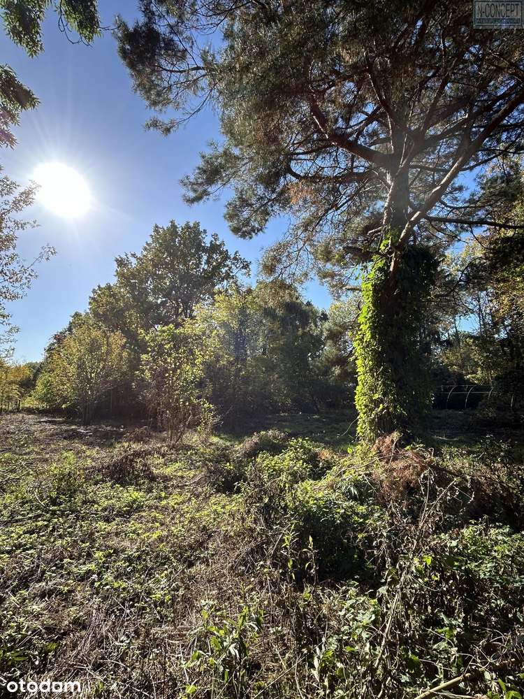 2499 m.kw i 2498 m.kw- Praktycznie Podkowa Leśna (do granicy 100 metró - Pełny obrazek: 4/5