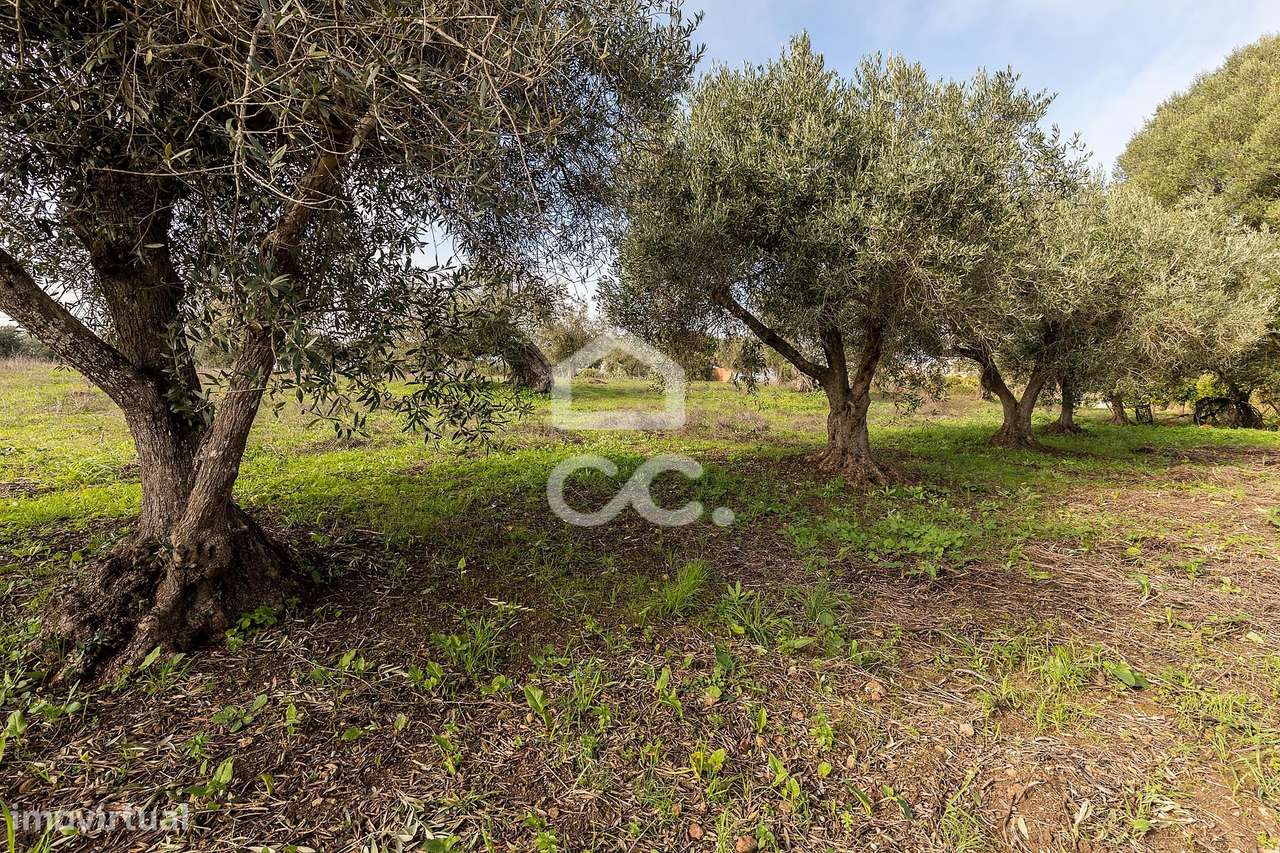 Quinta T5 de 0,9 ha com Moradias e Anexos | Torrão, Alcácer do Sal-40