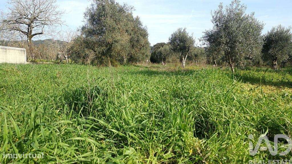 Terreno em Igreja Nova do Sobral de 7665,00 m2 - Grande imagem: 5/30