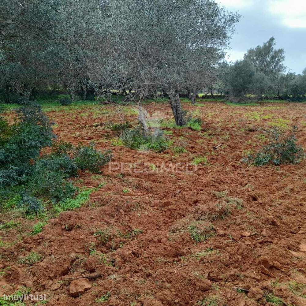 Terreno Rustico  perto de Olhão - Grande imagem: 5/6
