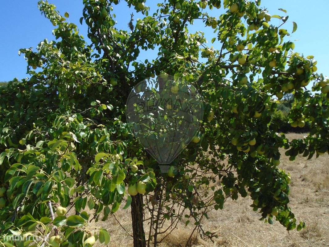 Quinta T5 para venda-11