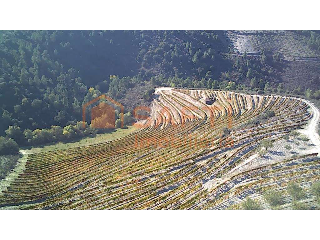 Quinta de 15Ha - Grande imagem: 4/8