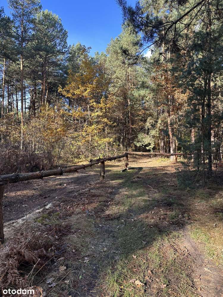 Cicha spokojna okolica Las Czyste powietrze-9