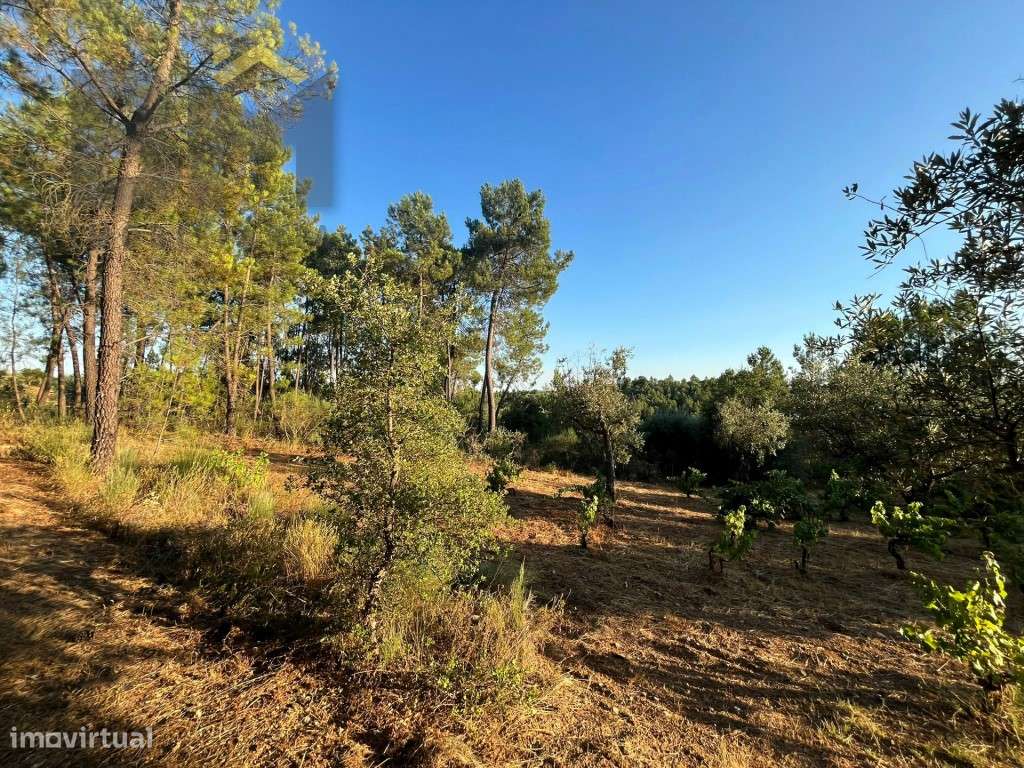 Terreno rústico com 6.600m2, para venda, em Freixial do Campo. - Grande imagem: 4/12