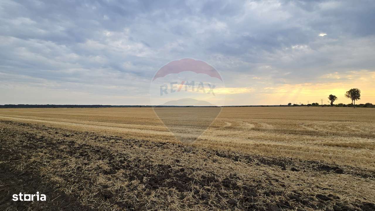 Teren intravilan Buftea, langa Padurea Mocanului - Imagine principală: 2/5