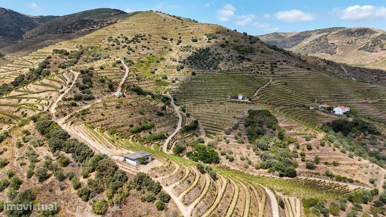Farm with productive vineyard in the Douro Demarcated Region — São Joã-13