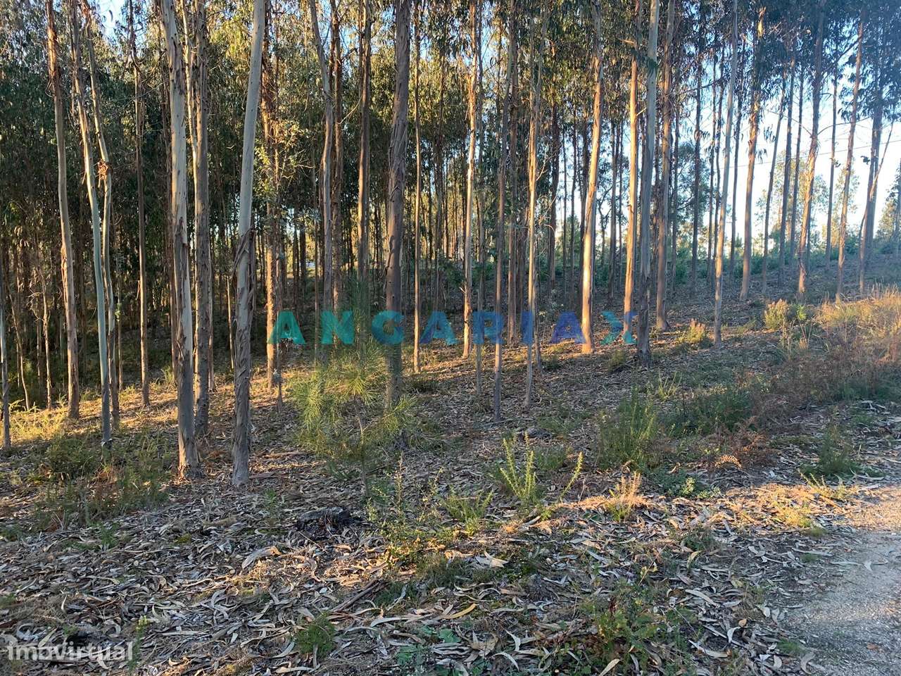 ANG109 - Terreno para Construção para Venda em Arrabal - Grande imagem: 3/19