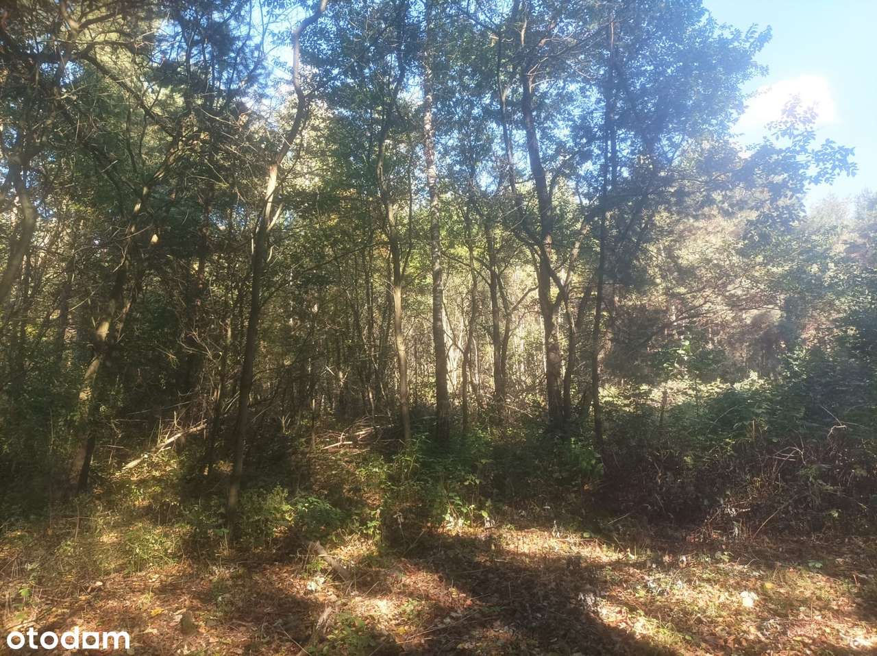 Budowlana / Otoczenie Las-0