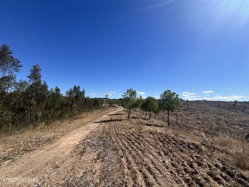 Herdade com 48ha de Natureza c/ Ruína de 53 m² – Ideal Projetos Rurais-5