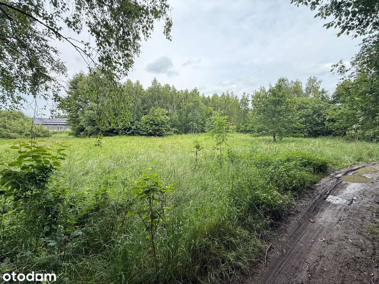 Działka z potencjałem przy samym jeziorze - Pełny obrazek: 5/8