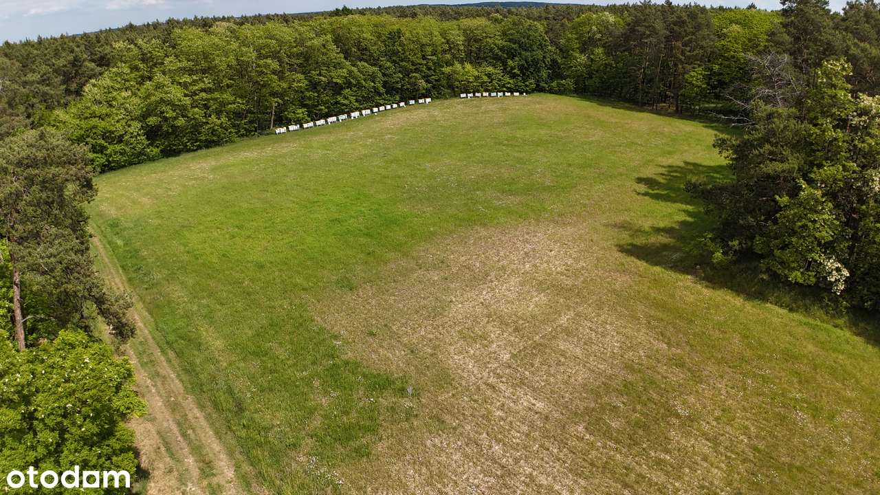 Działka 3000m² w pobliżu lasu - idealna na agroturystykę - Pełny obrazek: 5/9