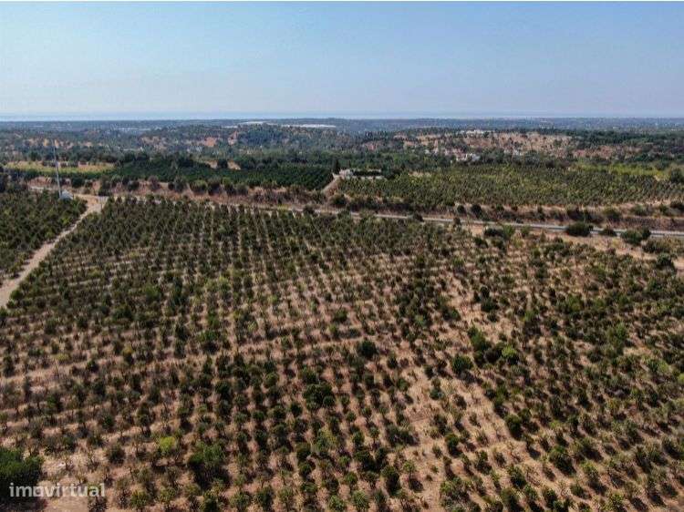 Terreno Para Investimento Turistico - Monte Agudo - Santo Estêvão - Grande imagem: 5/14