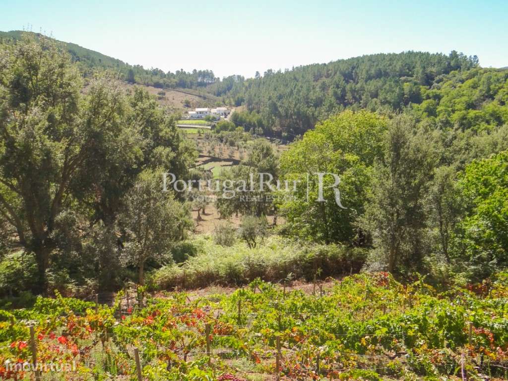 Terreno agricola com vinha, olival e árvores de fruto - Grande imagem: 4/34