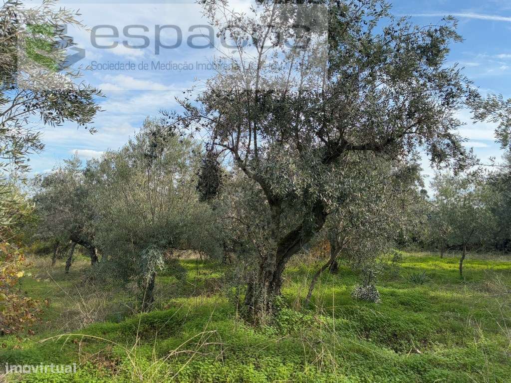 Quinta com casa de Habitação-33