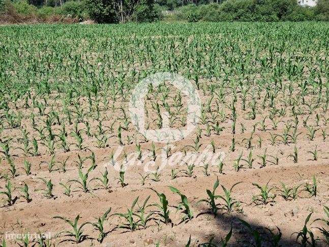 Terreno agrícola de 12.000m2 em Tougues - Vila do Conde - Grande imagem: 5/6