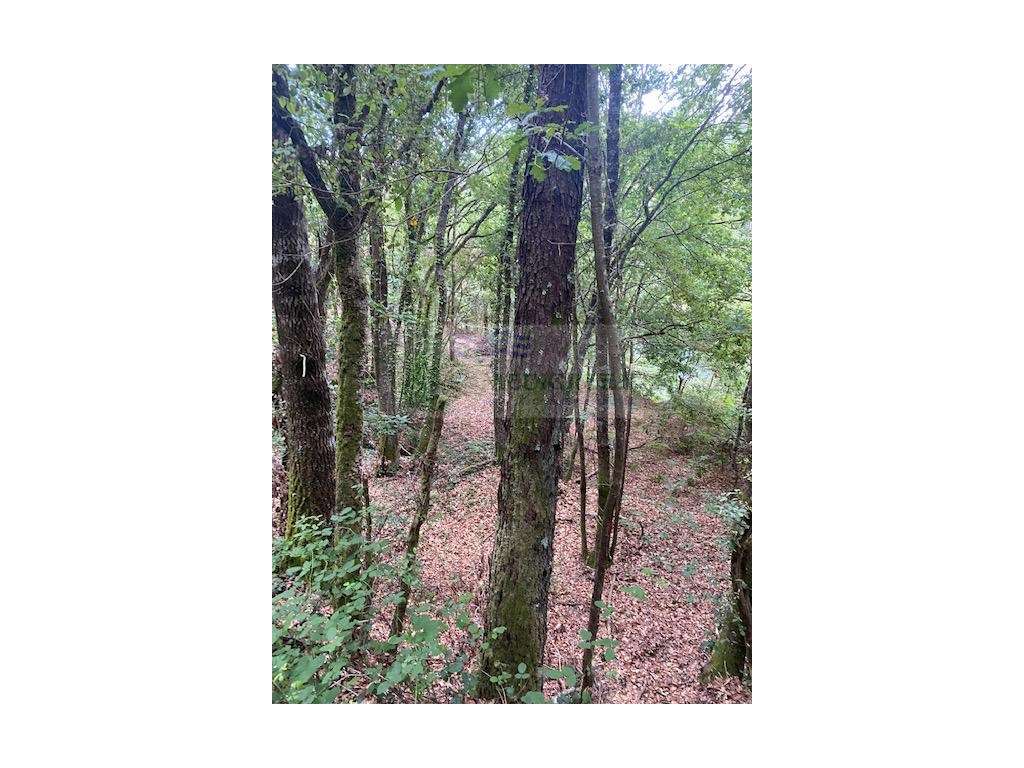 TERRENO DA FOZ DO RIO GAIA, AFLUENTE DO RIO VOUGA EM ARCOZELO DAS M... - Grande imagem: 5/8