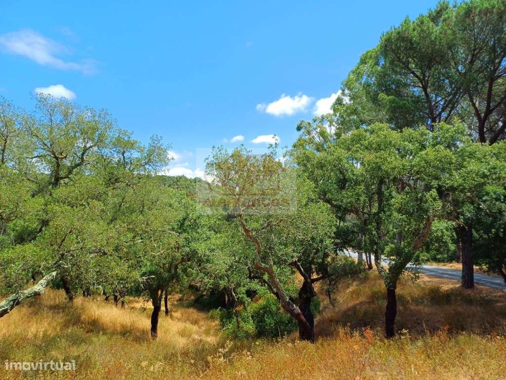 Terreno com 21 hectares - serra e turismo perto das praias - Grande imagem: 4/11