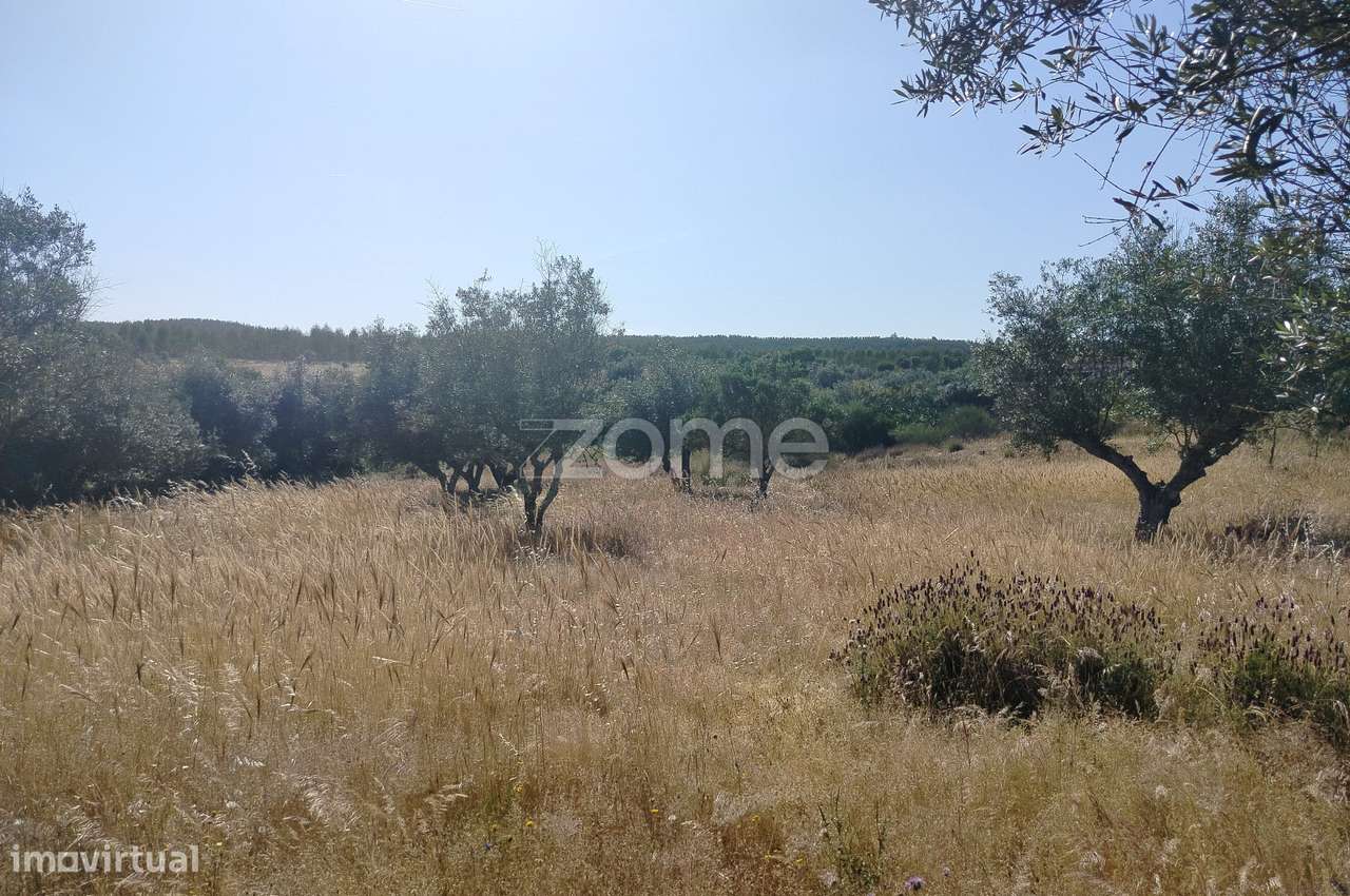 Vende-se terreno rústico em Cunheira, Alter do Chão - Grande imagem: 4/23