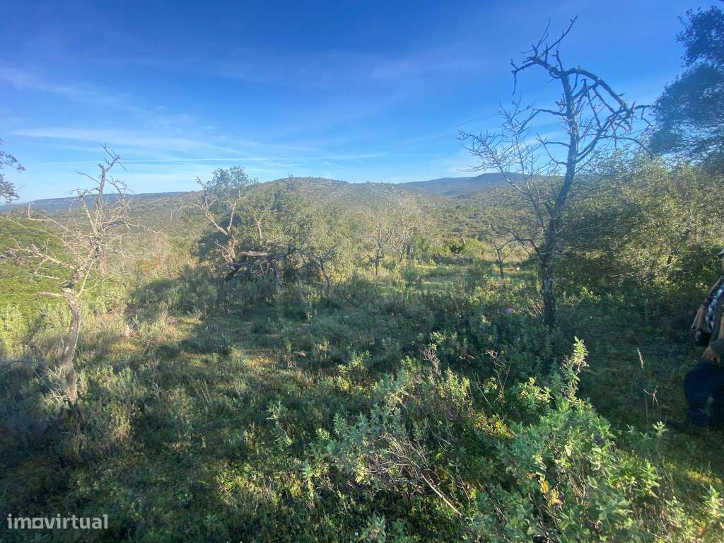 Lote de terreno rústico situado em zona muito tranquila, Boliqueime... - Grande imagem: 4/12