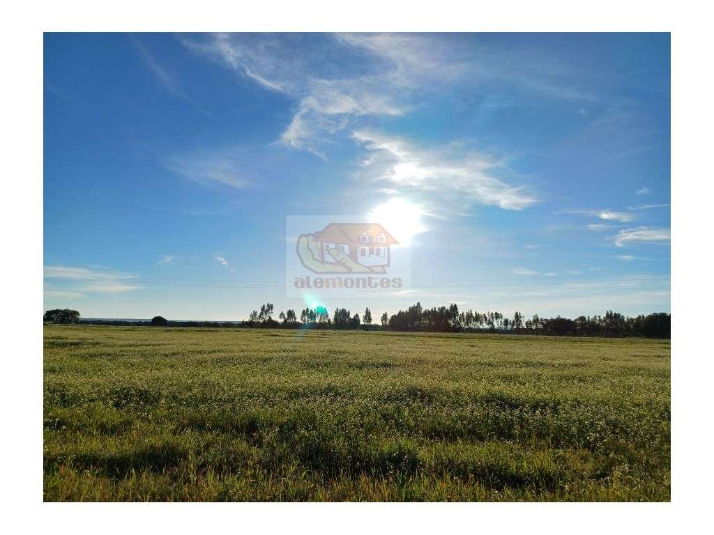 Magnífica quinta a 15 minutos do centro de Grândola! - Grande imagem: 2/15