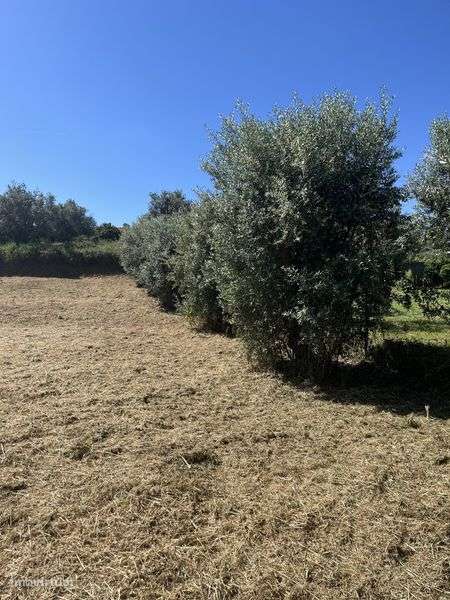 Ruina, terreno urbano com ruina com uma otima exposiçao solar - Grande imagem: 4/8