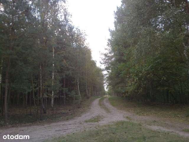 Działka rolna w cichej okolicy - 1,56 ha - Pełny obrazek: 1/11