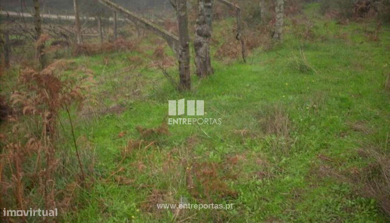 Venda Terreno, Várzea do Douro, Marco de Canaveses - Grande imagem: 5/12