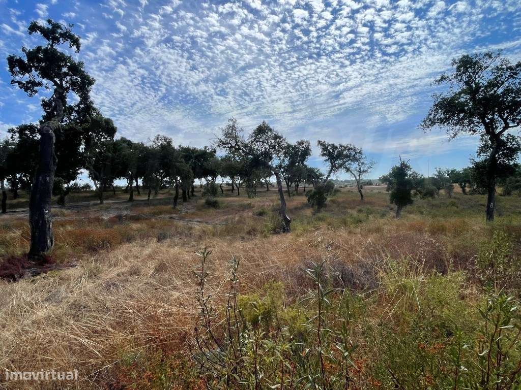 HERDADE COM 100 HECTARES E BASTANTE ARBORIZAÇÃO-2