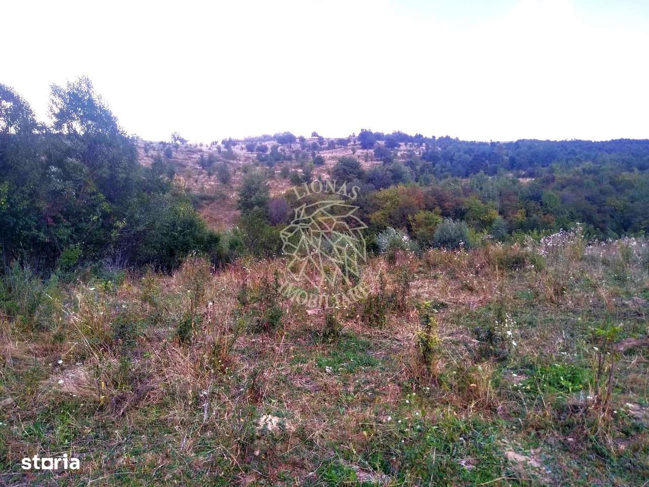 Teren 60 ari - oportunitate investitie - Satu Nou - Imagine principală: 3/3