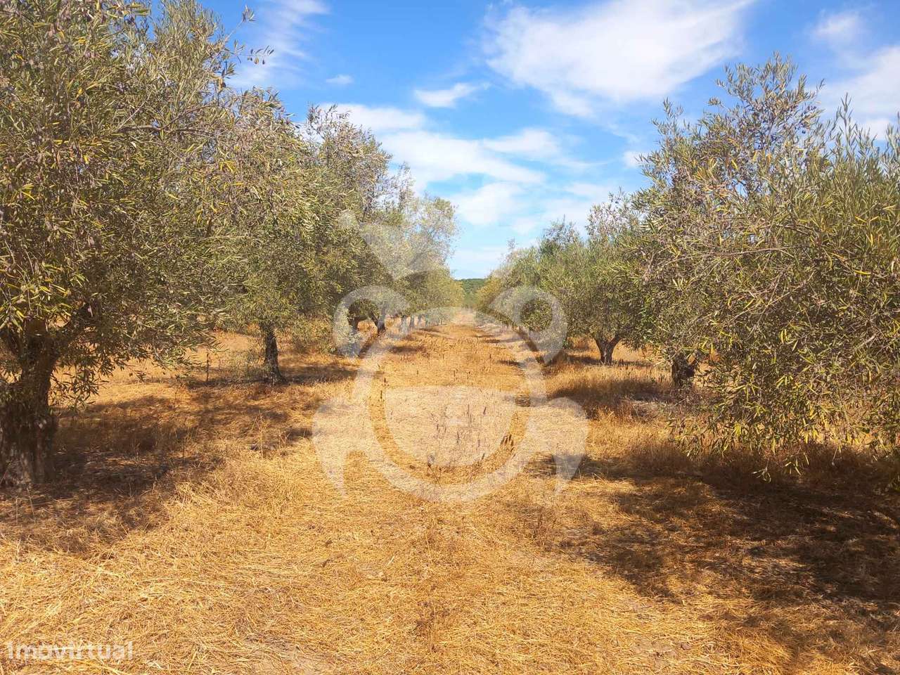 Olival tradicional com dependência agrícola - Vale de Vargo-23