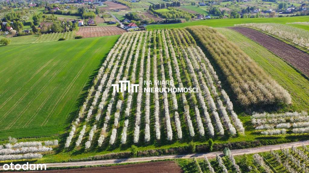 Działka rolno-budowlana | Sady | 1.4 ha - Pełny obrazek: 4/7