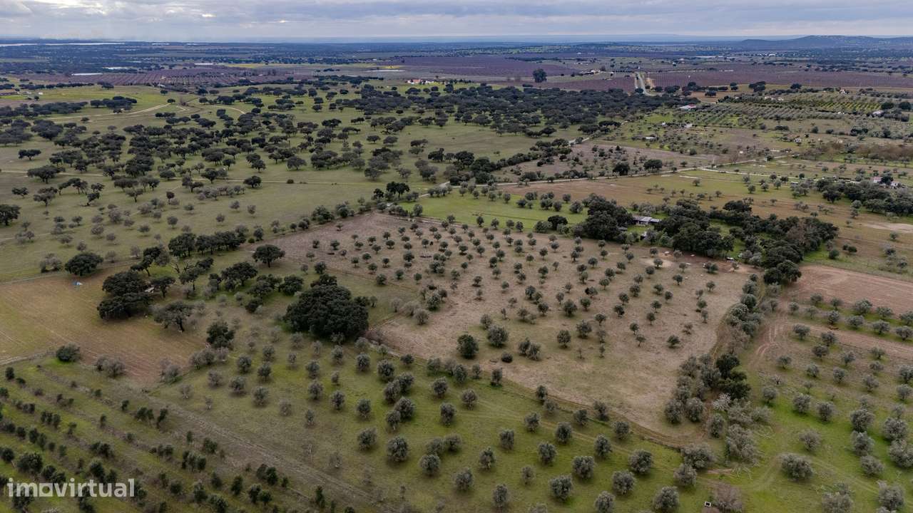TERRENO RÚSTICO | VENDA | VILA NOVA DA BARONIA | ALVITO - Grande imagem: 5/7