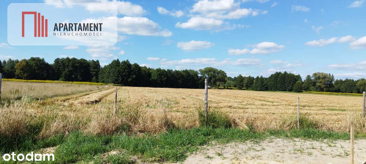 Dom pod lasem na dużej działce - Pełny obrazek: 5/5