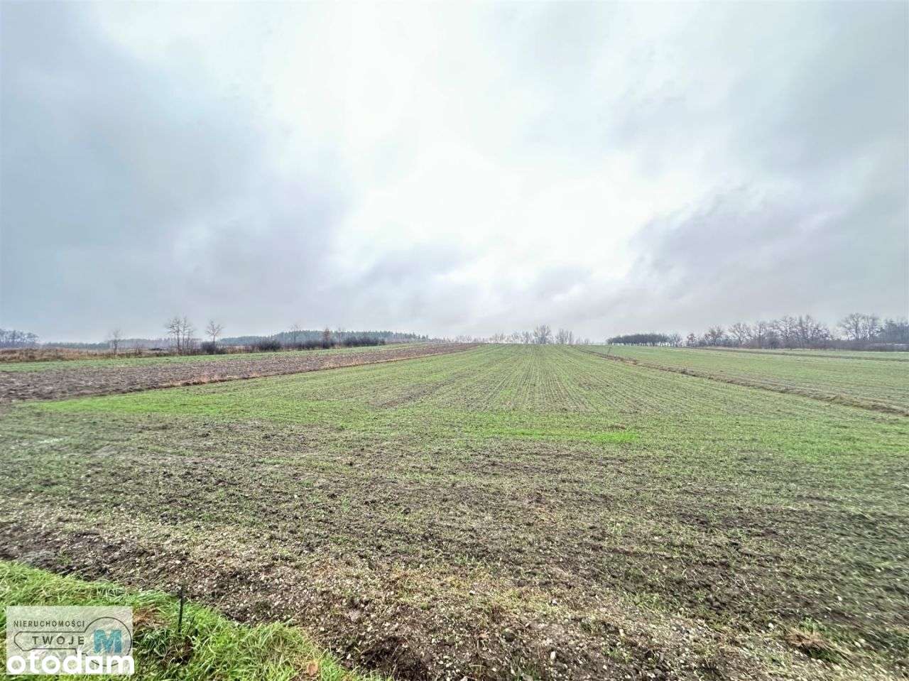 Działka rolna z możliwością zabudowy okolice Buska - Pełny obrazek: 4/6