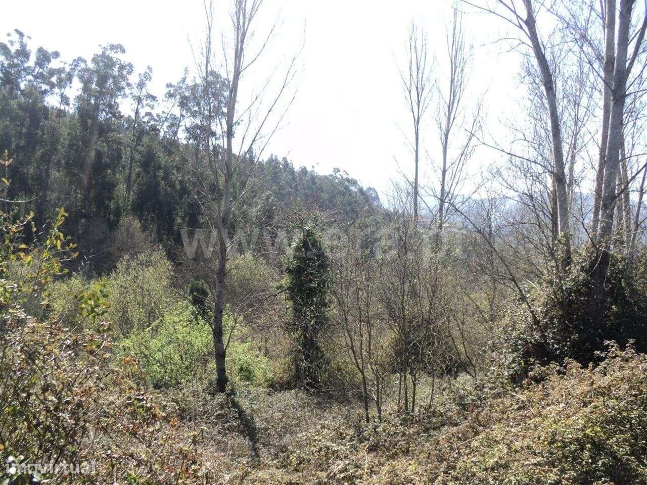 Terreno Rústico / Marco de Canaveses, Sande e São Lourenço - Grande imagem: 4/5