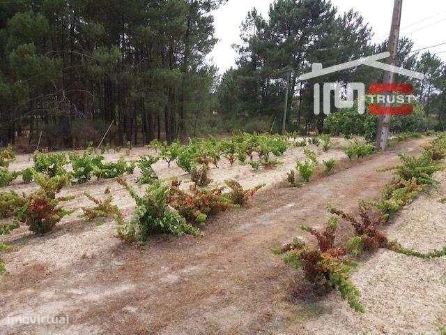 Terreno em Coruche com 34.074m2 - Grande imagem: 5/13