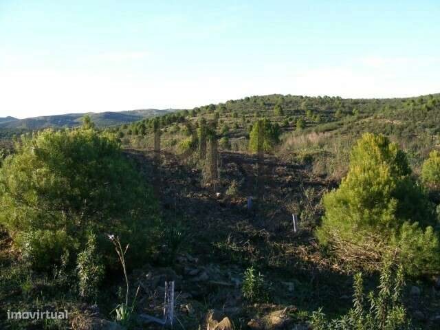 Herdade Montinho do Pascoal-13