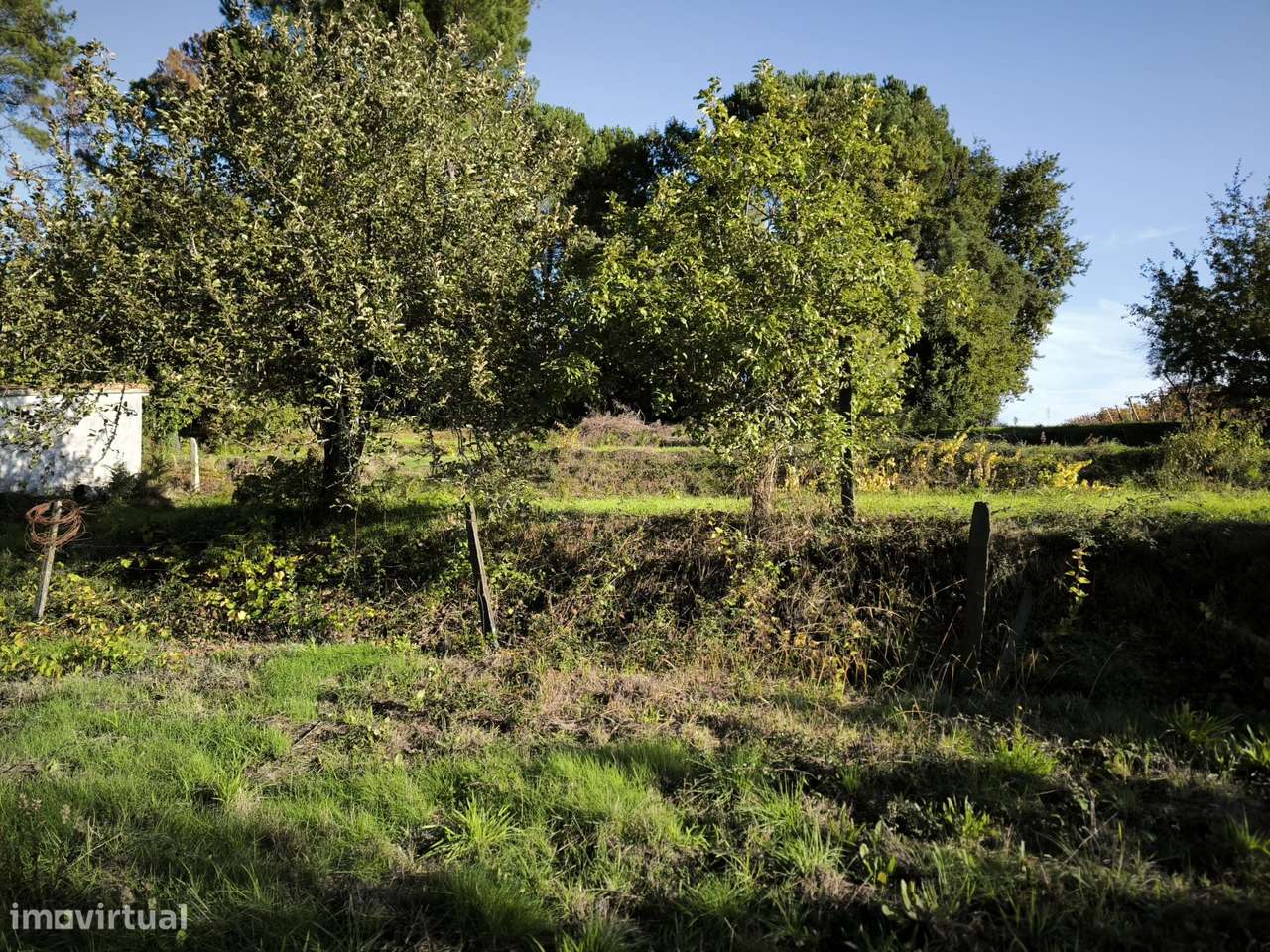 Terreno  Venda em Oliveira do Conde,Carregal do Sal-6