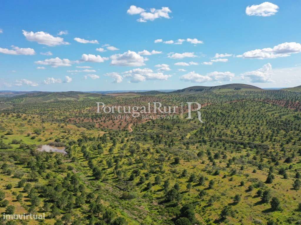 Herdades de Caça com 1300 Hectares, junto do rio Guadiana-11