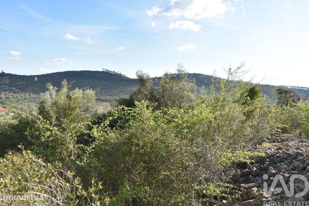 Terreno Agrícola em Chãos - Grande imagem: 3/32